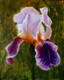 Iris  (18x14 acrylic)